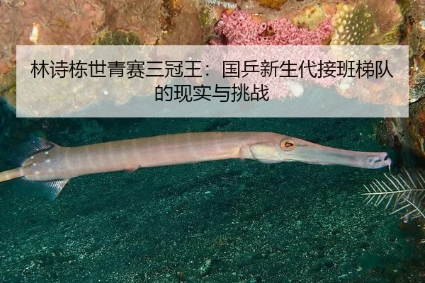 lin-shi-dong-shi-qing-sai-san-guan-wang-guo-ping-xin-sheng-dai-jie-ban-ti-dui-de-xian-shi-yu-tiao-zhan-2-715.jpg